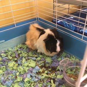 Meet your Posher, Lily